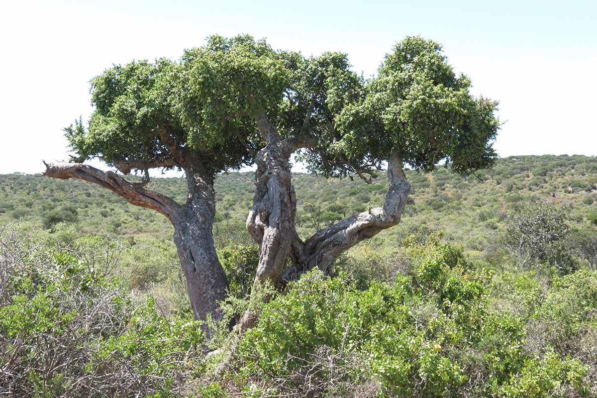 A close up horizontal image of a large elephant bush (Portulacaria afra) growing in the South African Karoo.