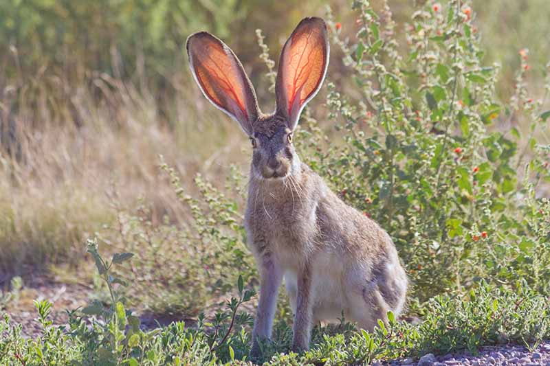 A close up horizontal image of a surprised looking hare or jackrabbit with massive ears.