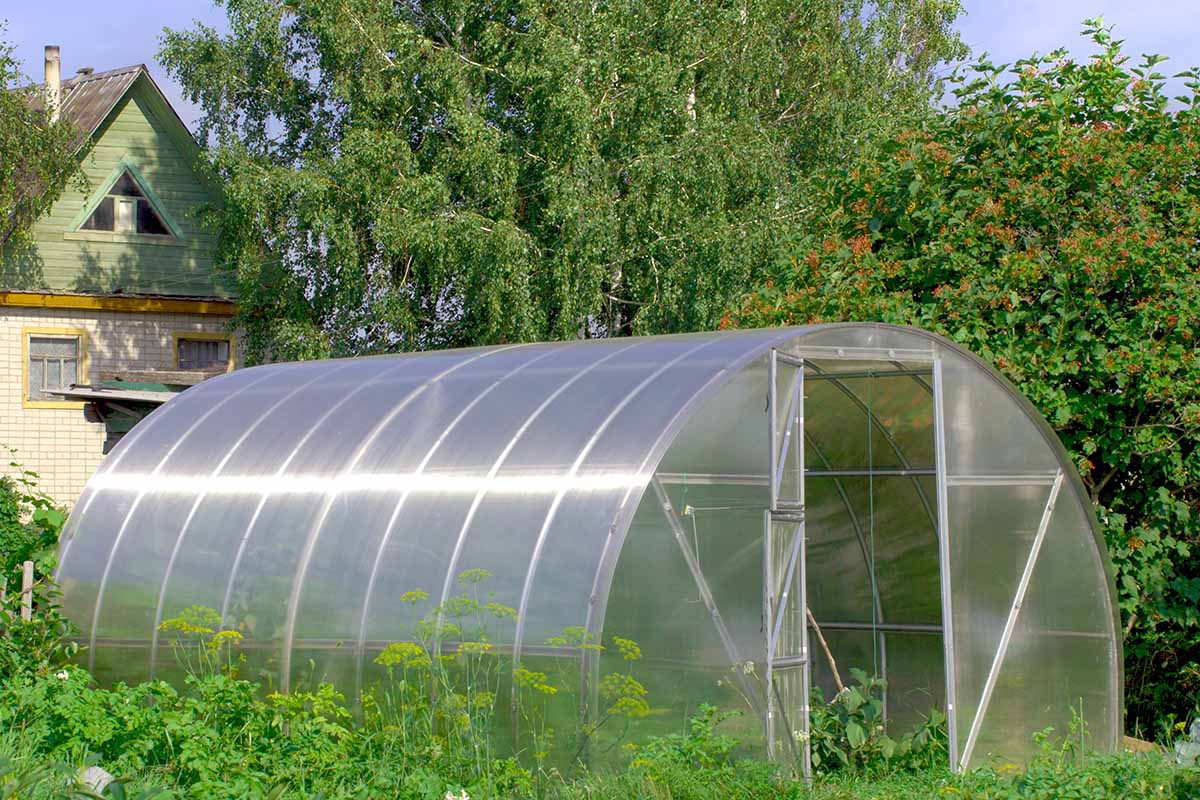 A close up horizontal image of a large polytunnel (hoop house) in the garden with a residence and trees in the background.
