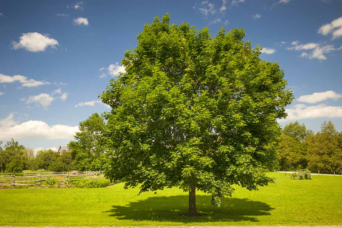 A horizontal image of a maple tree growing in a park pictured in bright sunshine on a blue sky background.
