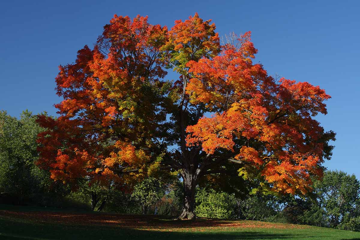 A horizontal image of a large sugar maple tree with foliage changing color in fall pictured on a blue sky background.