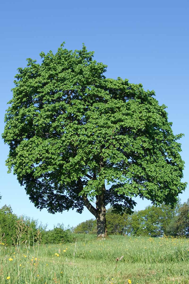 A vertical image of a large Norway maple (Acer platanoides) growign in a field pictured in sunshine on a blue sky background.