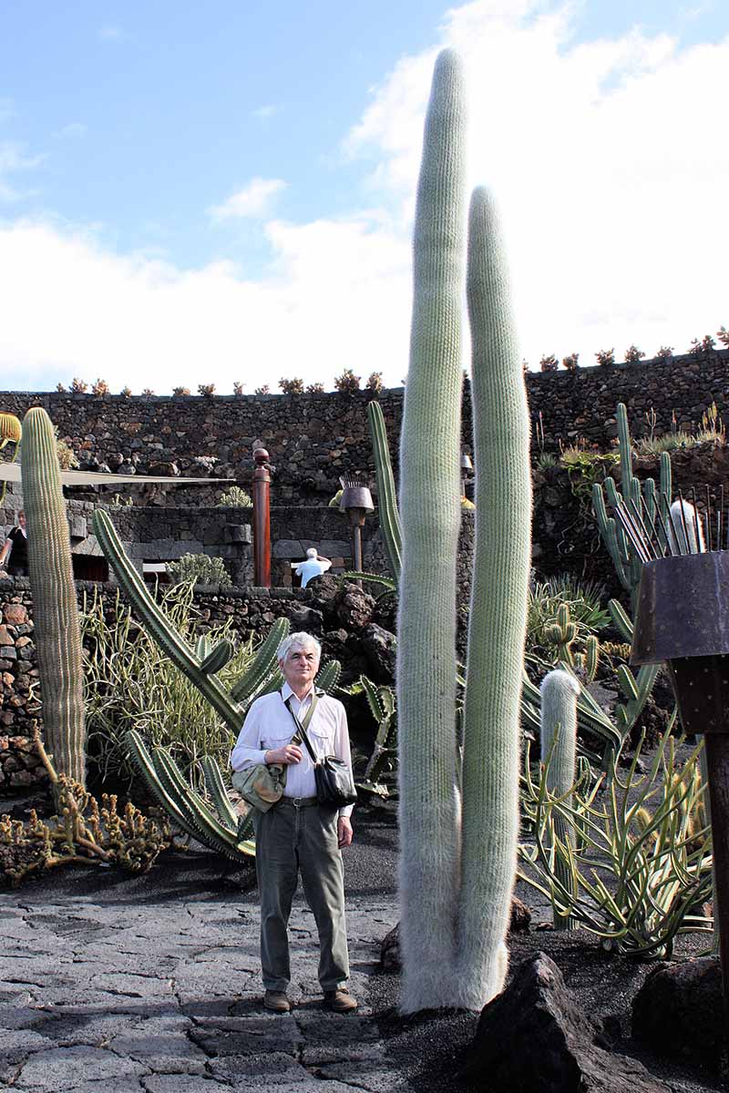 A vertical image of a man standing beside a large old man cactus plant growing outdoors pictured on a blue sky background.