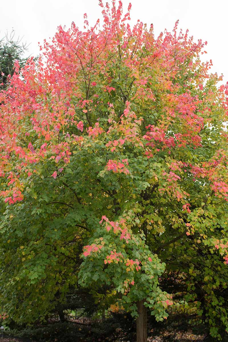 A close up vertical image of a red maple tree growing in the garden.