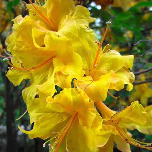 A close up square image of yellow azalea flowers pictured on a soft focus background.