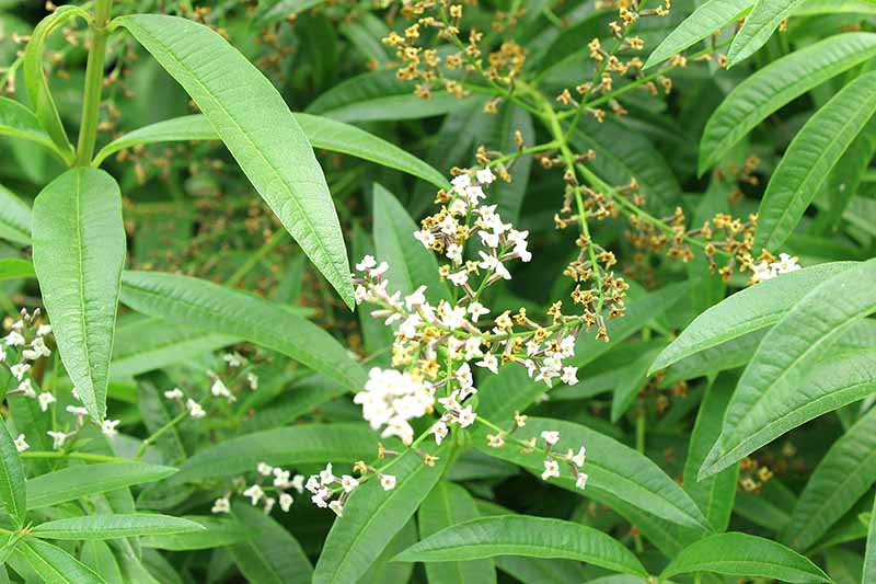 A close up of lemon verbena growing in the home herb garden.