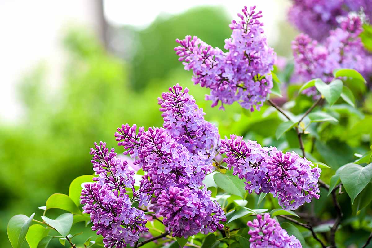 A close up horizontal image of purple lilac flowers pictured on a soft focus background.