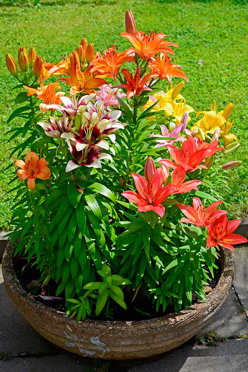 A close up vertical image of colorful lilies growing in a terra cotta pot pictured in bright sunshine.