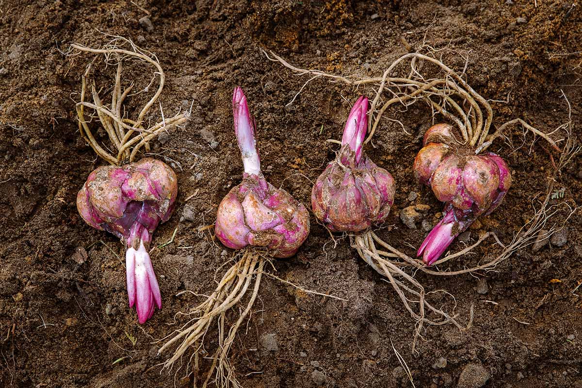 A close up horizontal image of Lilium bulbs set on the ground ready for planting.