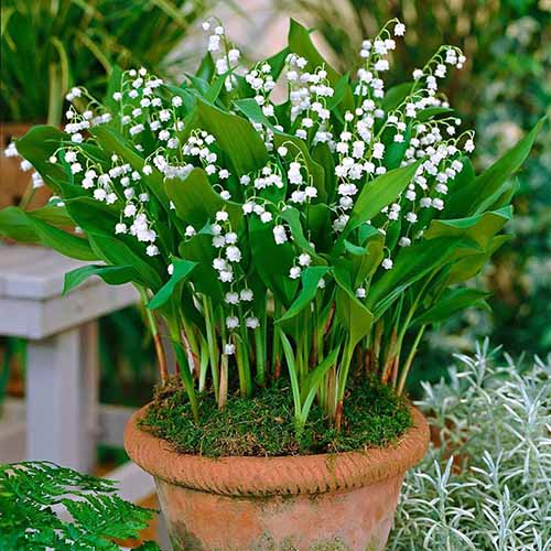 A close up square image of lily of the valley flowers growing in a terra cotta pot.