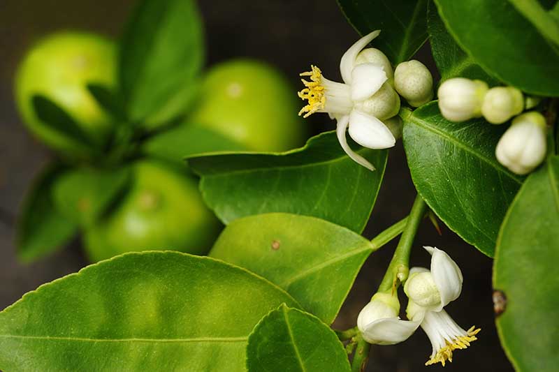 A close up of lime flowers pictured on a soft focus background.
