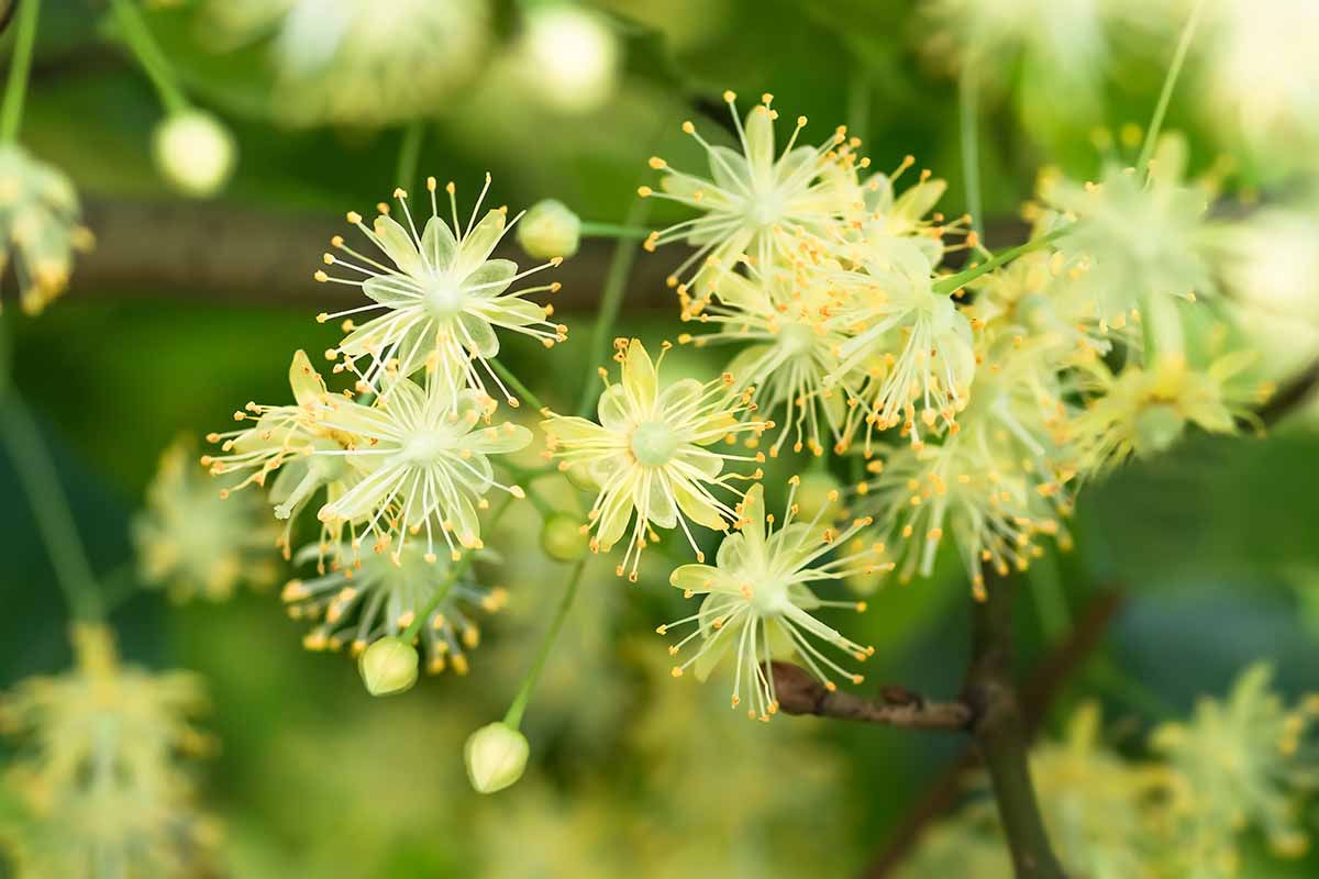 A close up horizontal image of linden flowers pictured on a soft focus background.