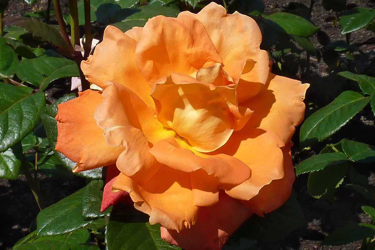 A close up horizontal image of an orange 'Louis de Funes' flower growing in a sunny garden.