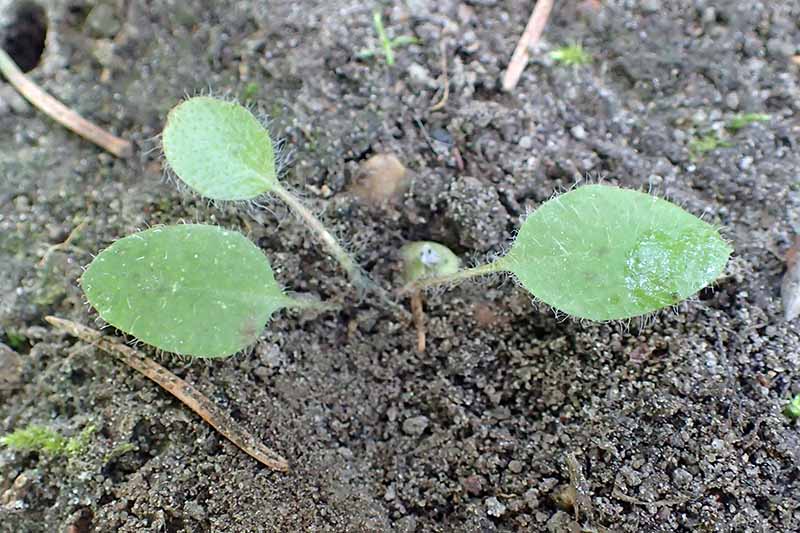 A close up horizontal image of a small Pulonaria seedling growing in the garden.