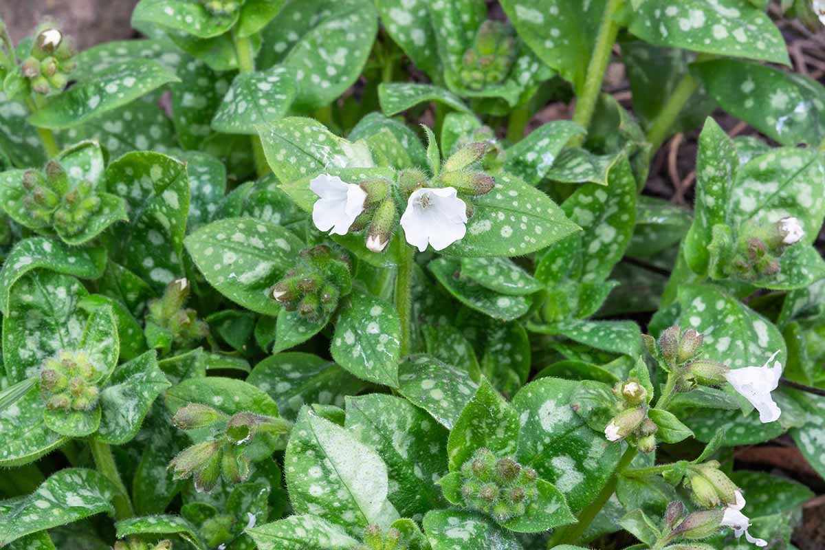 A close up horizontal image of flowering lungwort Pulmonaria 'Sissinghurst White' growing in the garden.