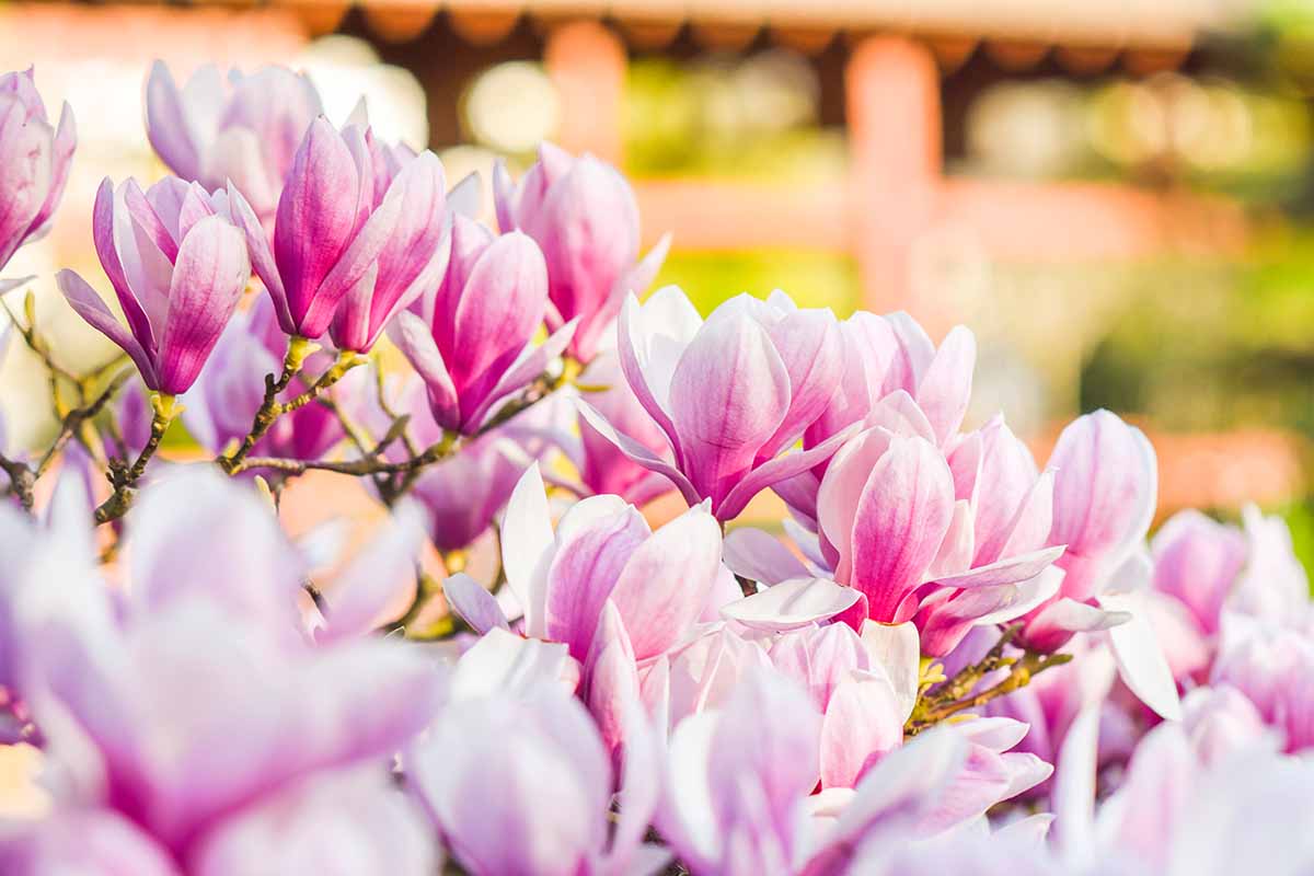 A close up horizontal image of magnolia flowers pictured in light sunshine on a blurry background.