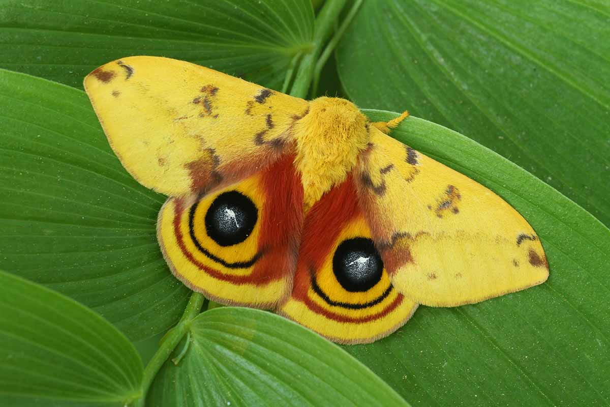 A close up horizontal image of a bright yellow male io moth on the surface of a leaf.