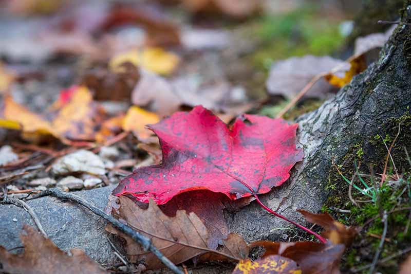 A close up of a red maple leaf lying on a tree root on the forest floor.