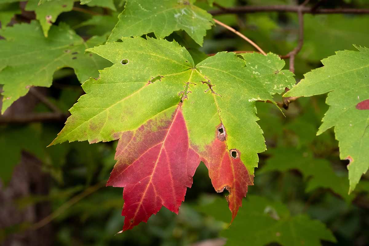 A close up horizontal image of a leaf transitioning from green to red in the autumn.