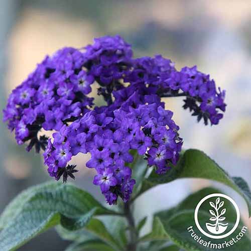A close up square image of a dark purple heliotrope flower pictured on a soft focus background. To the bottom right of the frame is a white circular logo with text.