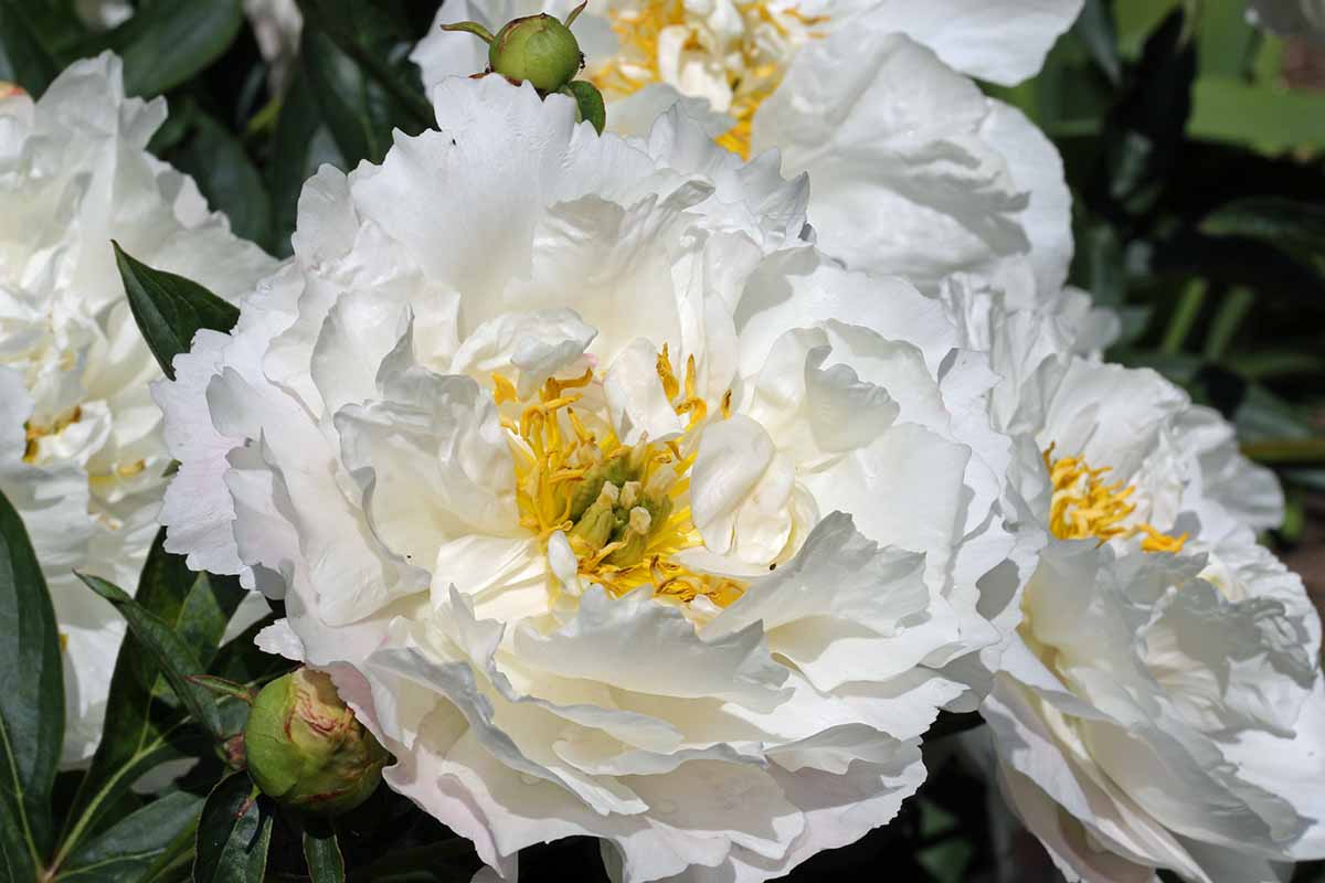 A close up of 'Miss America' peony flowers growing in the garden pictured on a soft focus background.