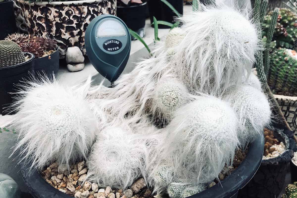 A close up horizontal image of old man cactus growing in a pot with a moisture meter pushed into the soil.