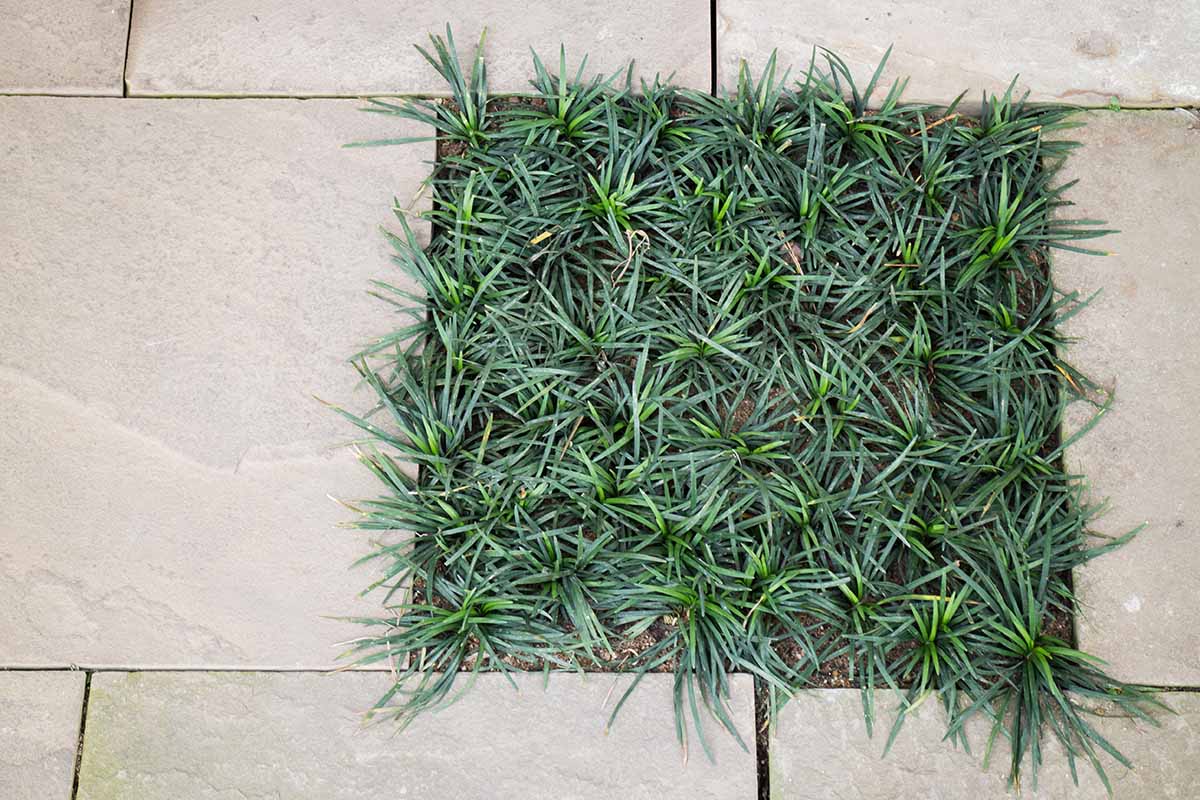 A close up horizontal image of green mondo grass growing between patio stones.