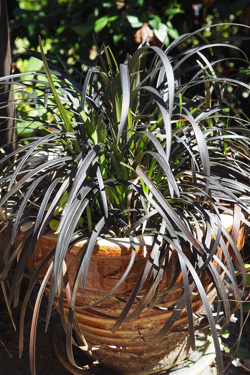A close up vertical image of a large Ophiopogon mondo grass growing in a terra cotta pot pictured in light sunshine.