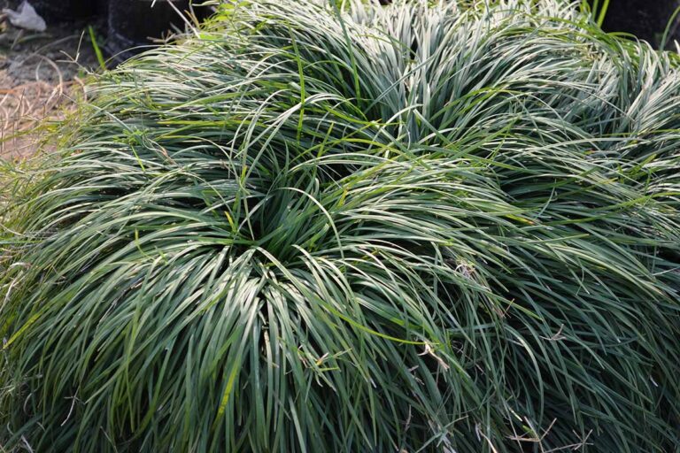 How to Grow and Care for Mondo Grass | Gardener’s Path