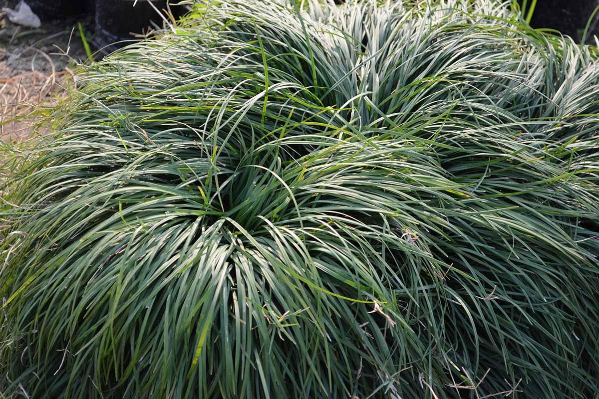 A close up horizontal image of clumps of large mondo grass growing in the garden.