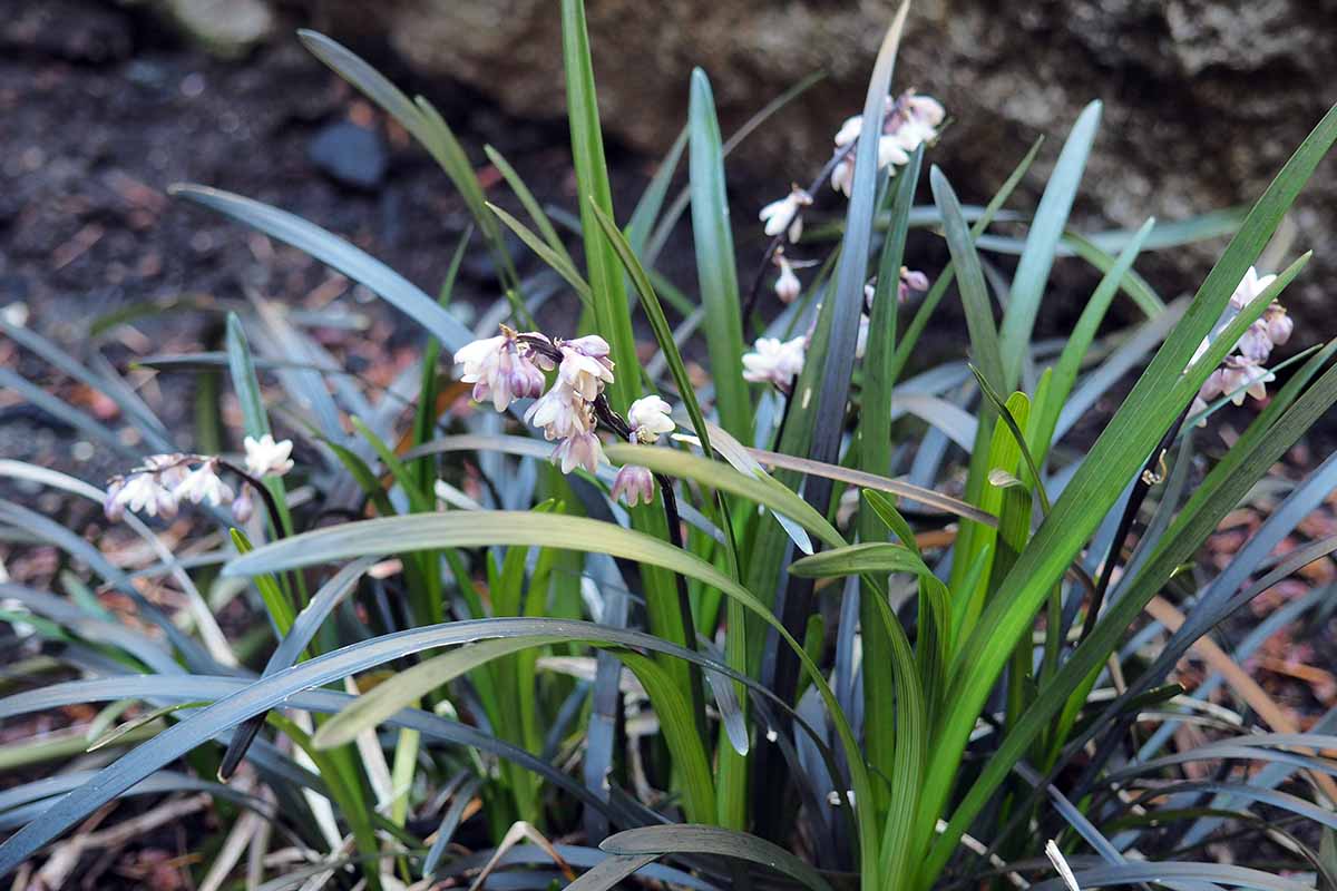 A close up horizontal image of Ophiopogon mondo grass growing in the garden with light pink flowers growing on racemes.