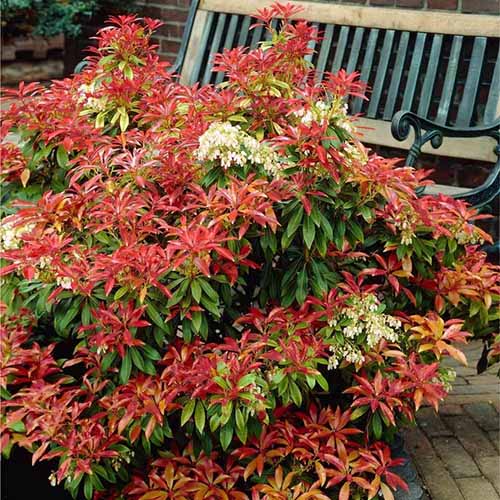 A close up square image of a Pieris japonica 'Mountain Fire' shrub growing in a pot on a patio.