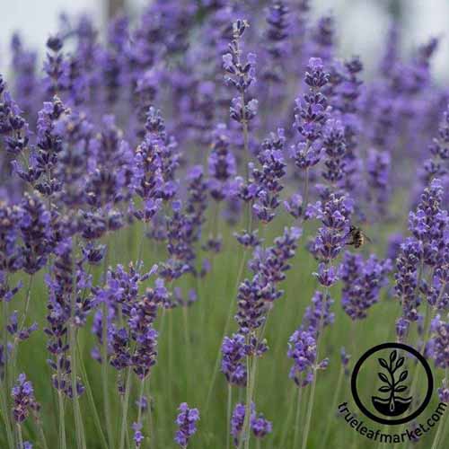 A close up square image of 'Munstead' lavender growing in the garden. To the bottom right of the frame is a black circular logo with text.