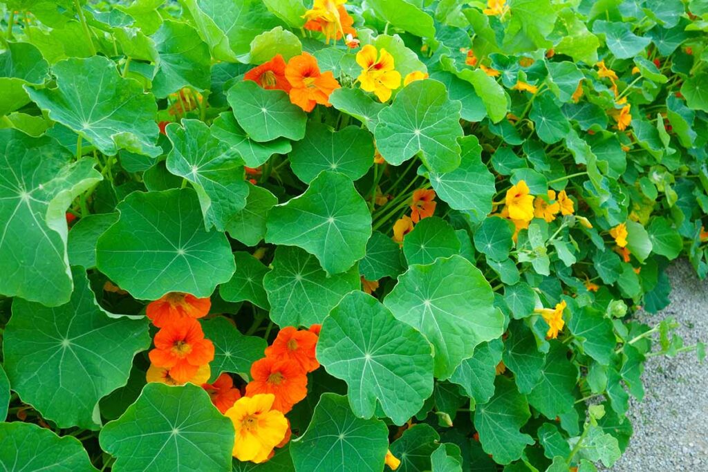 A close up horizontal image of nasturtiums growing in the garden.