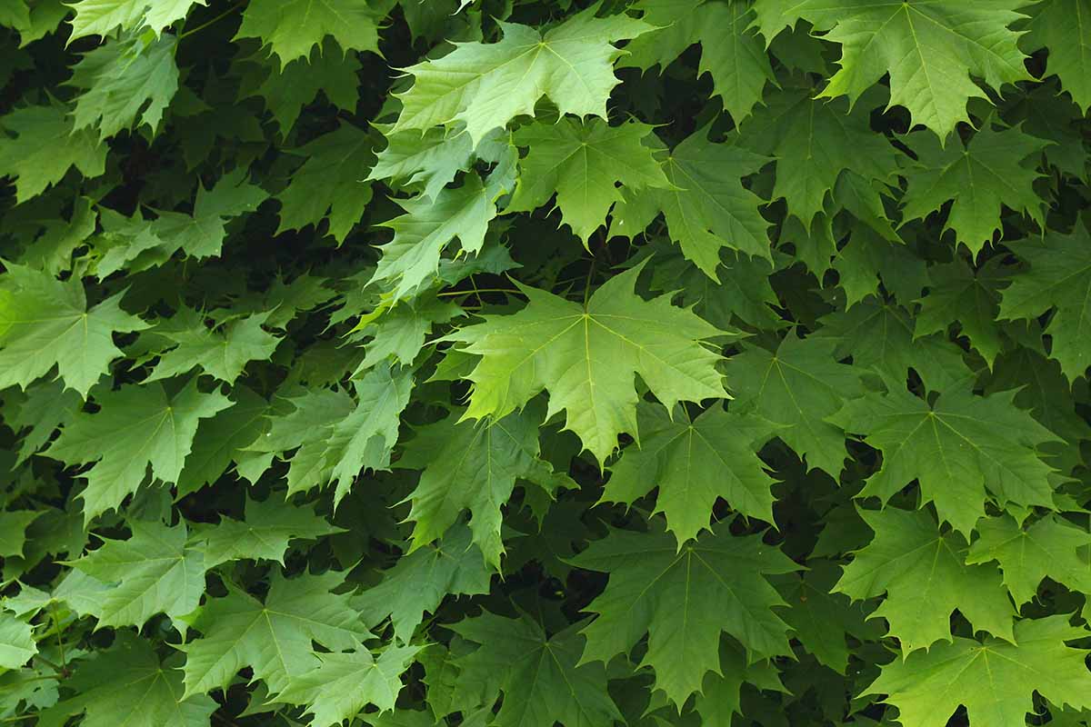 A close up horizontal image of the bright green foliage of a Norway maple tree.