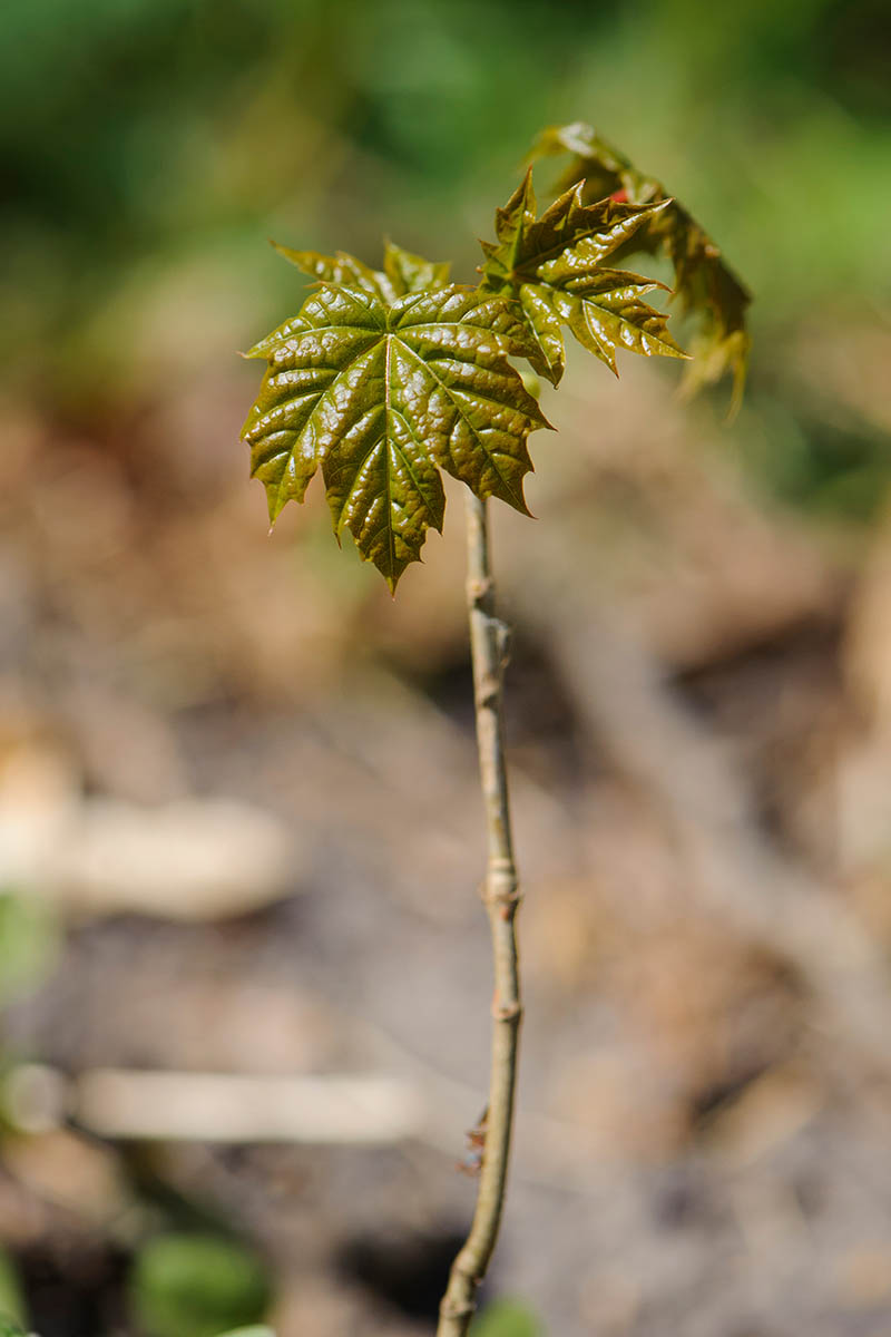 A close up vertical image of a small Acer platanoides seedling pictured on a soft focus background.