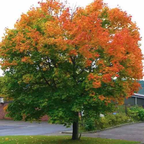 A square image of a Norway maple tree growing outside a residence.