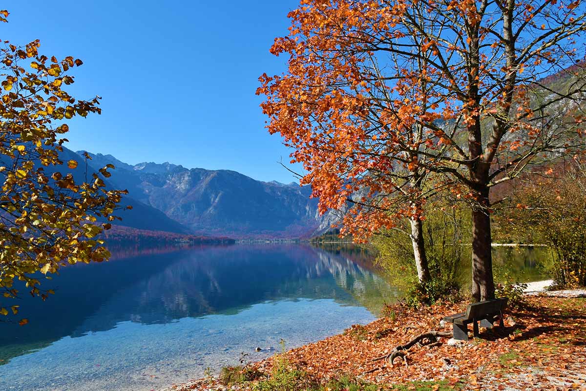 A horizontal image of a beautiful lake with a Norway maple tree with glorious fall color pictured on a blue sky background.