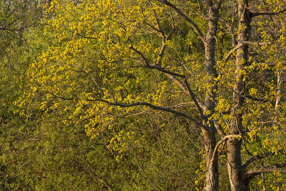 A horizontal image of a Norway maple (Acer platanoides) in full bloom in the springtime.