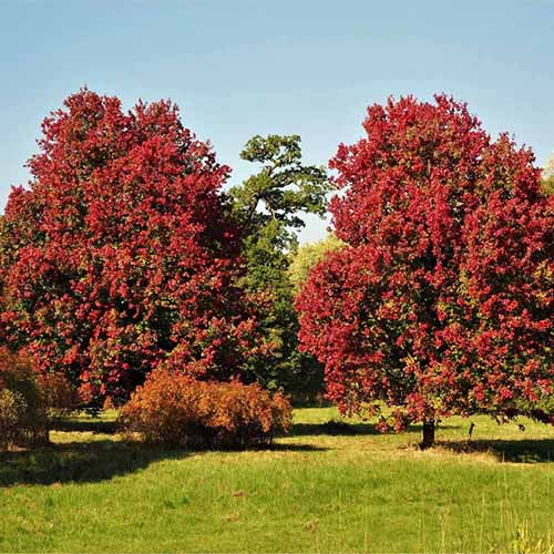 A square image of Acer 'October Glory' trees growing in a park pictured in bright sunshine.