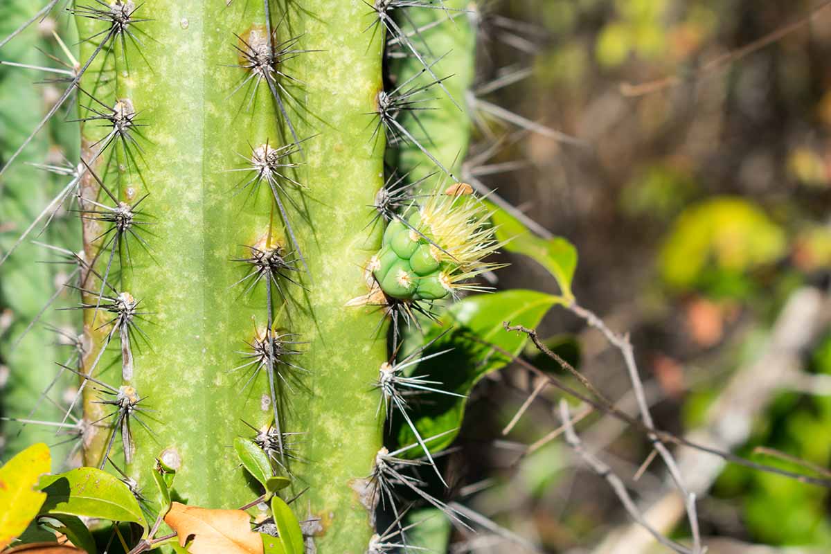 A close up horizontal image of a small offset growing on a cactus pictured on a soft focus background.