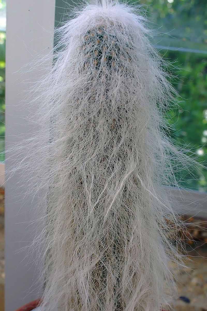 A close up vertical image of an old man cactus plant growing in a pot indoors.
