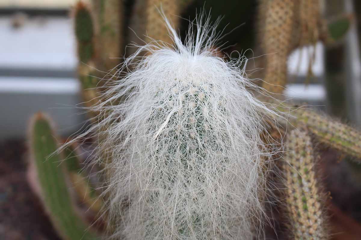 A close up horizontal image of an old man cactus plant (Cephalocereus senilis) growing indoors pictured on a soft focus background.