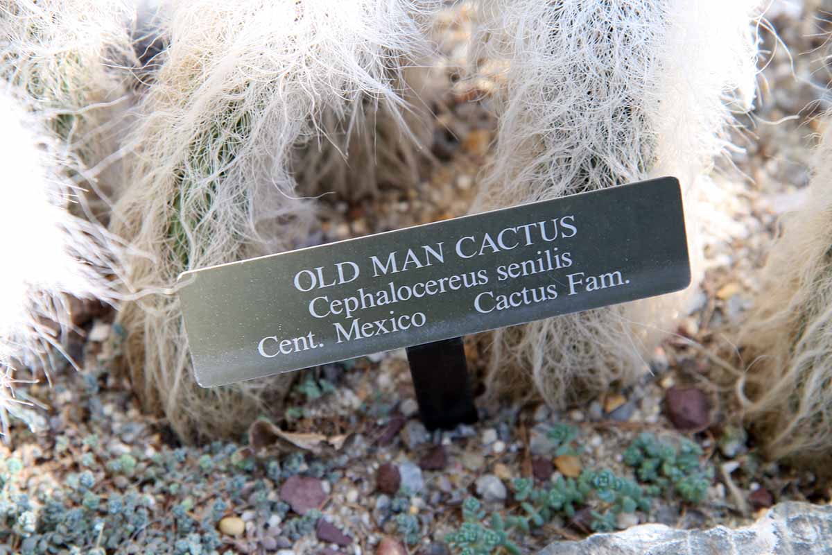 A close up horizontal image of a plant sign with old man cactus plants in the background.