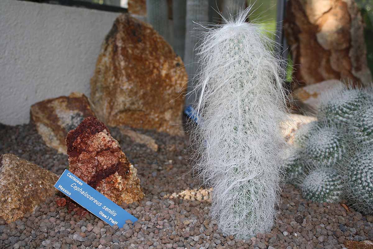 A close up horizontal image of an indoor cactus garden with Cephalocereus senilis and other species growing surrounded by rocks.