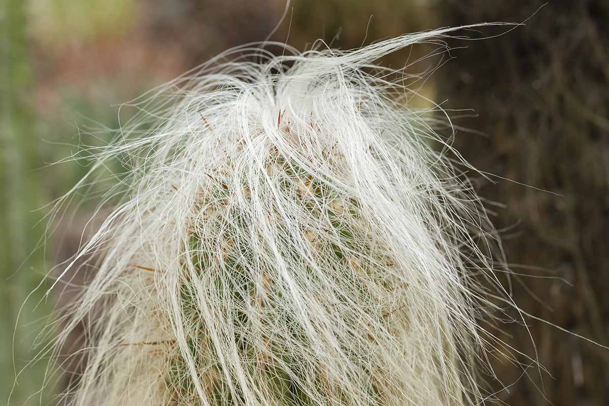 A close up horizontal image of the long, hair-like spines of an old man cactus.