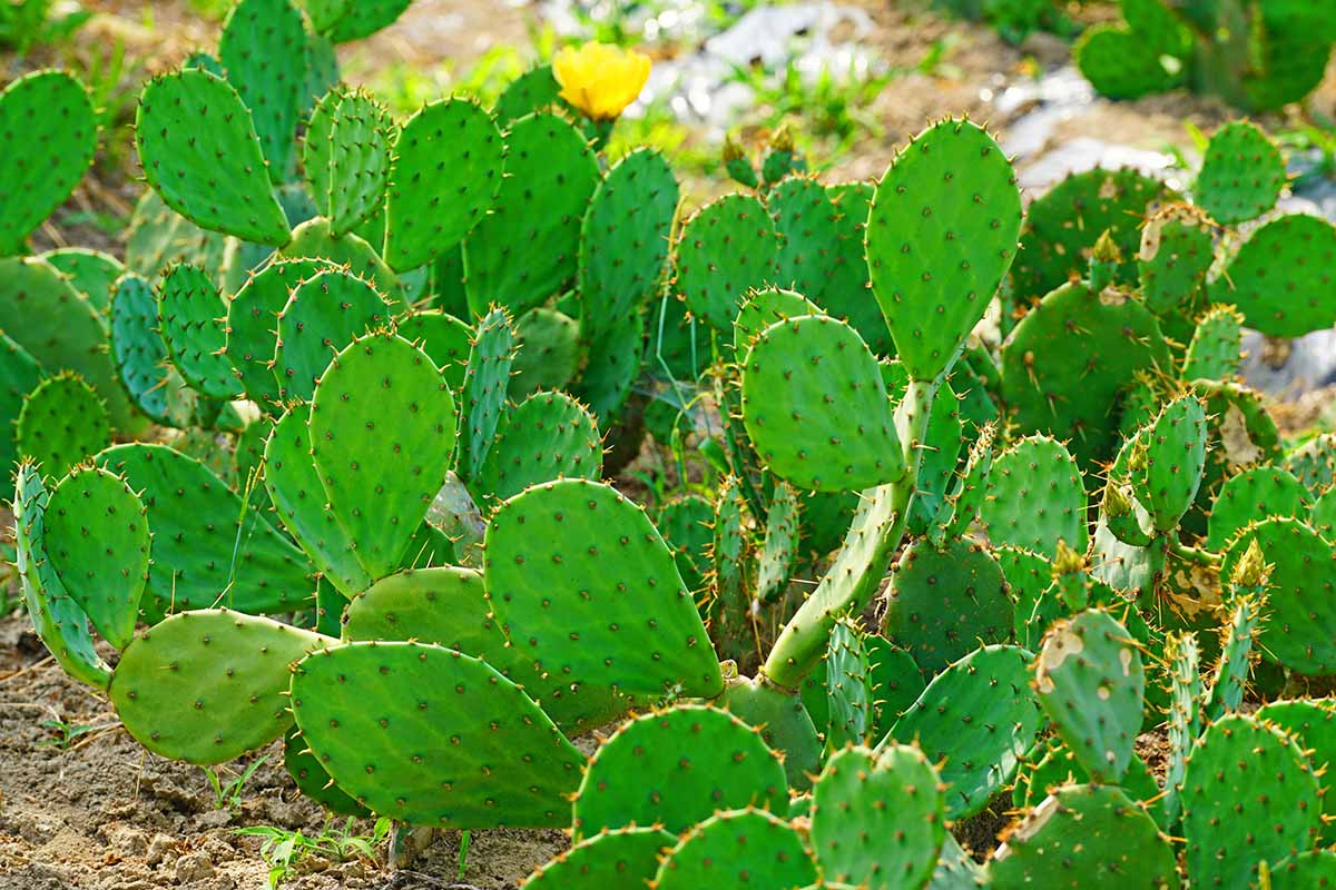A horizontal image of a large prickly pear cactus growing in the garden.