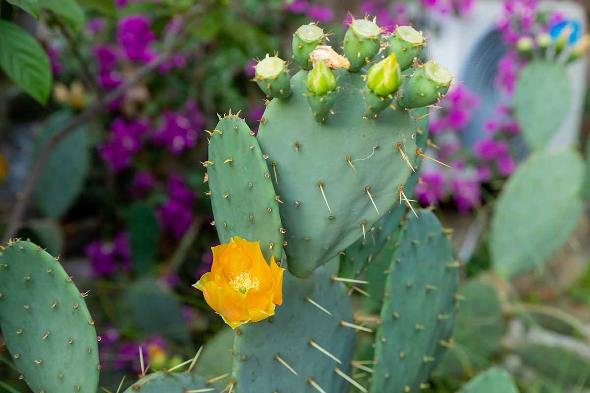 A close up horizontal image of nopal cactus with a yellow flower and developing fruits.