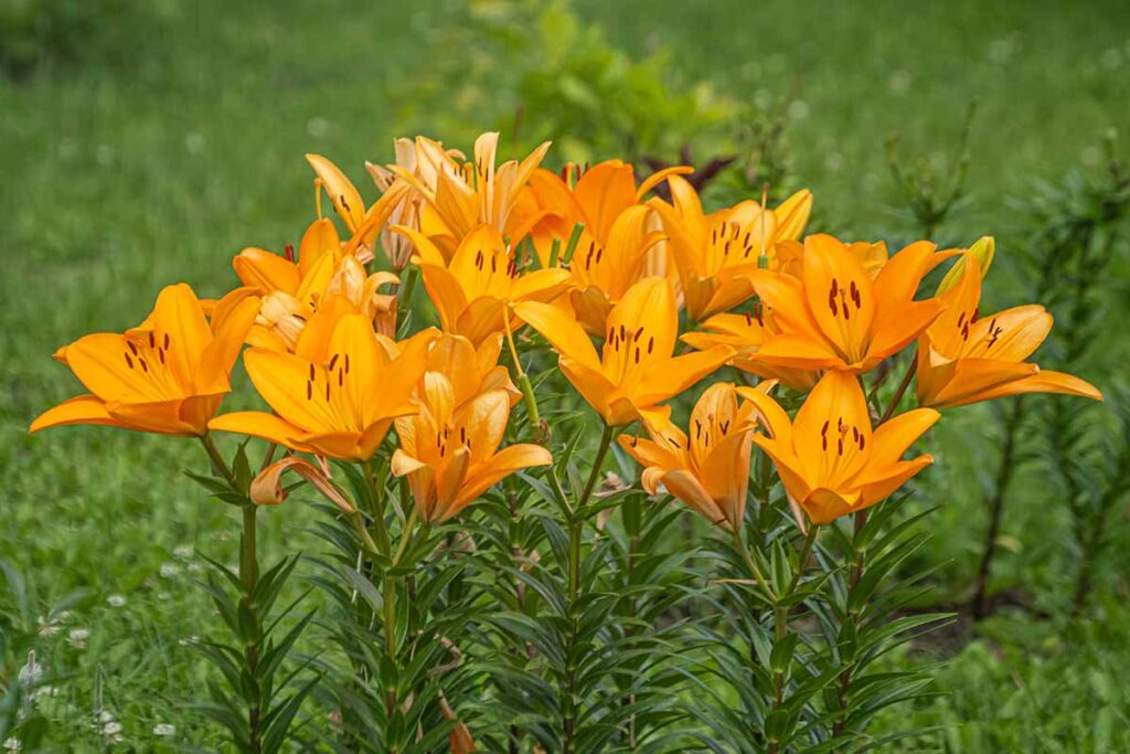 A close up horizontal image of orange Asiatic lilies in the garden.