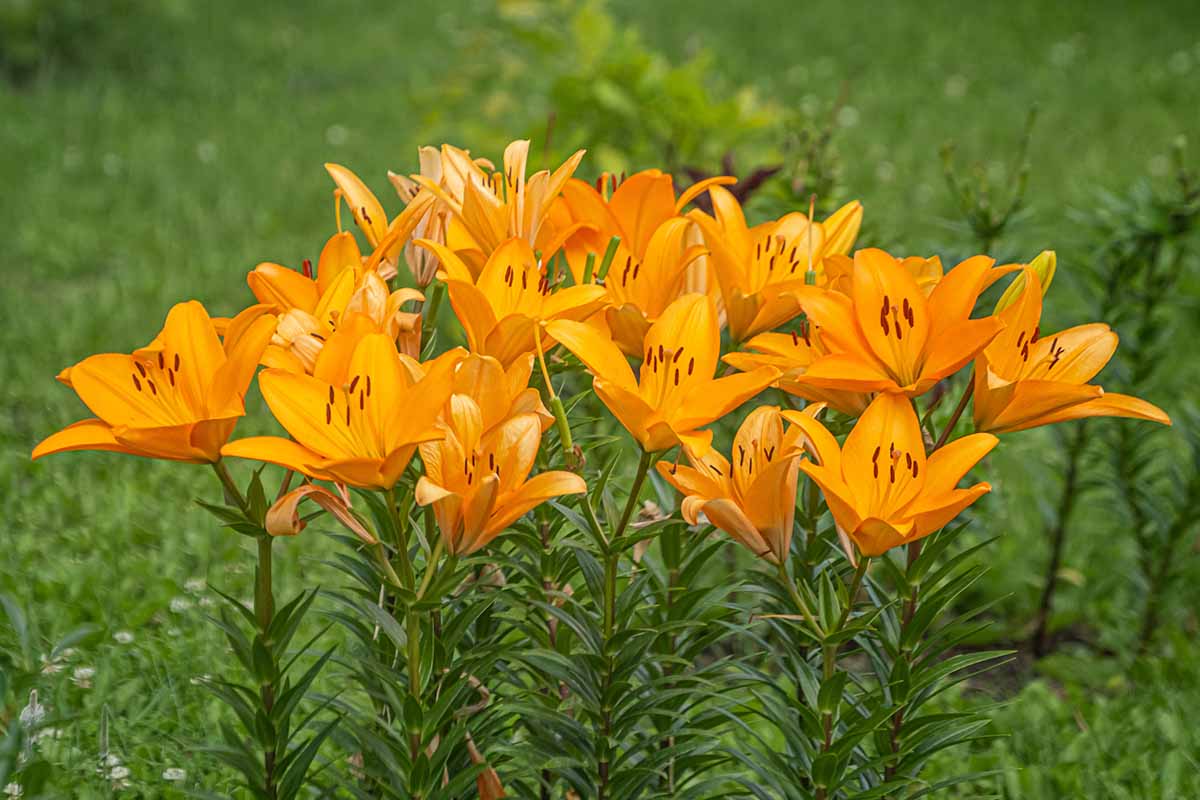 A close up horizontal image of orange Asiatic hybrid lilies growing in the garden.